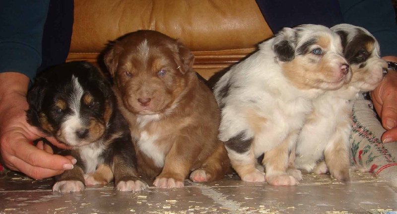 chiot Berger Australien des terres de l'Outback